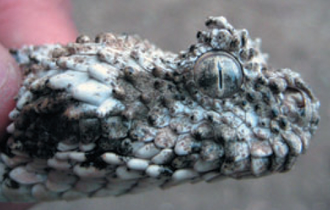 Spider-Tailed Horned Viper